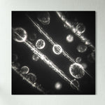 Illumination - Glass