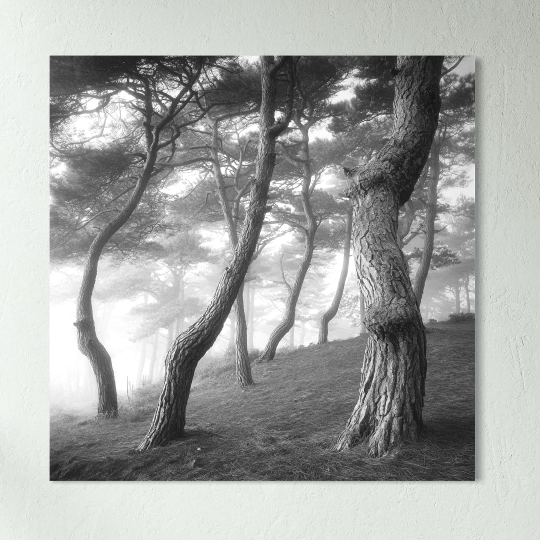 Mystic Trees - Glass