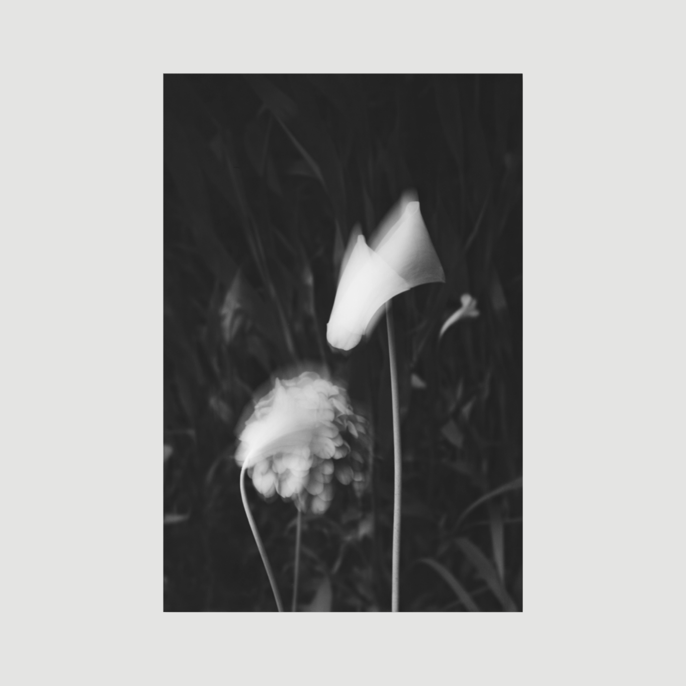 Nature's Blur
