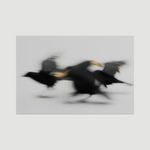 Rushing Crows