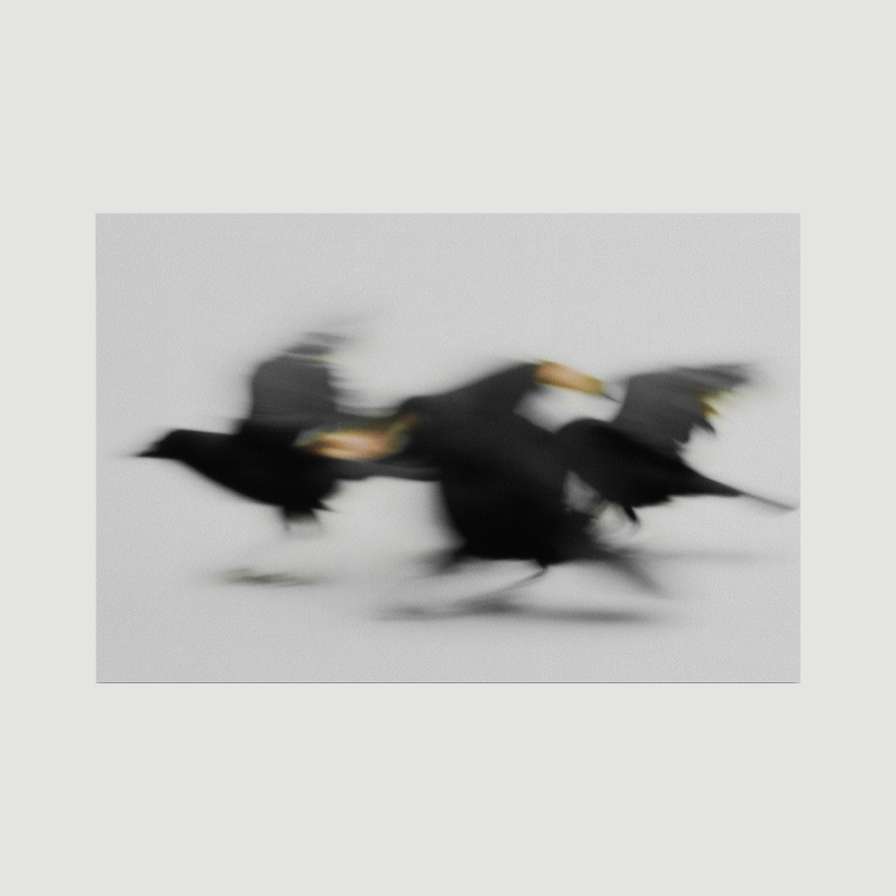 Rushing Crows