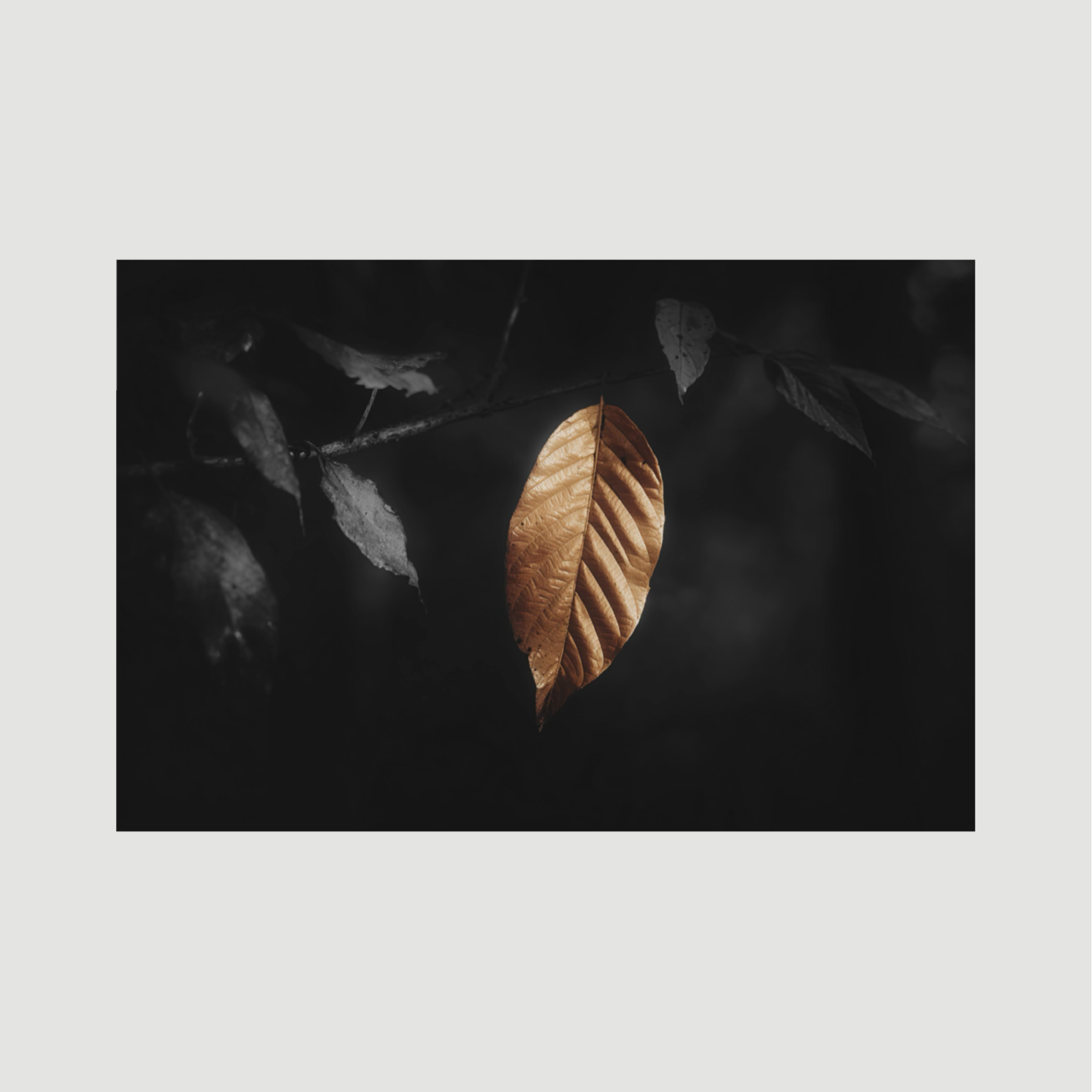 Golden Leaf