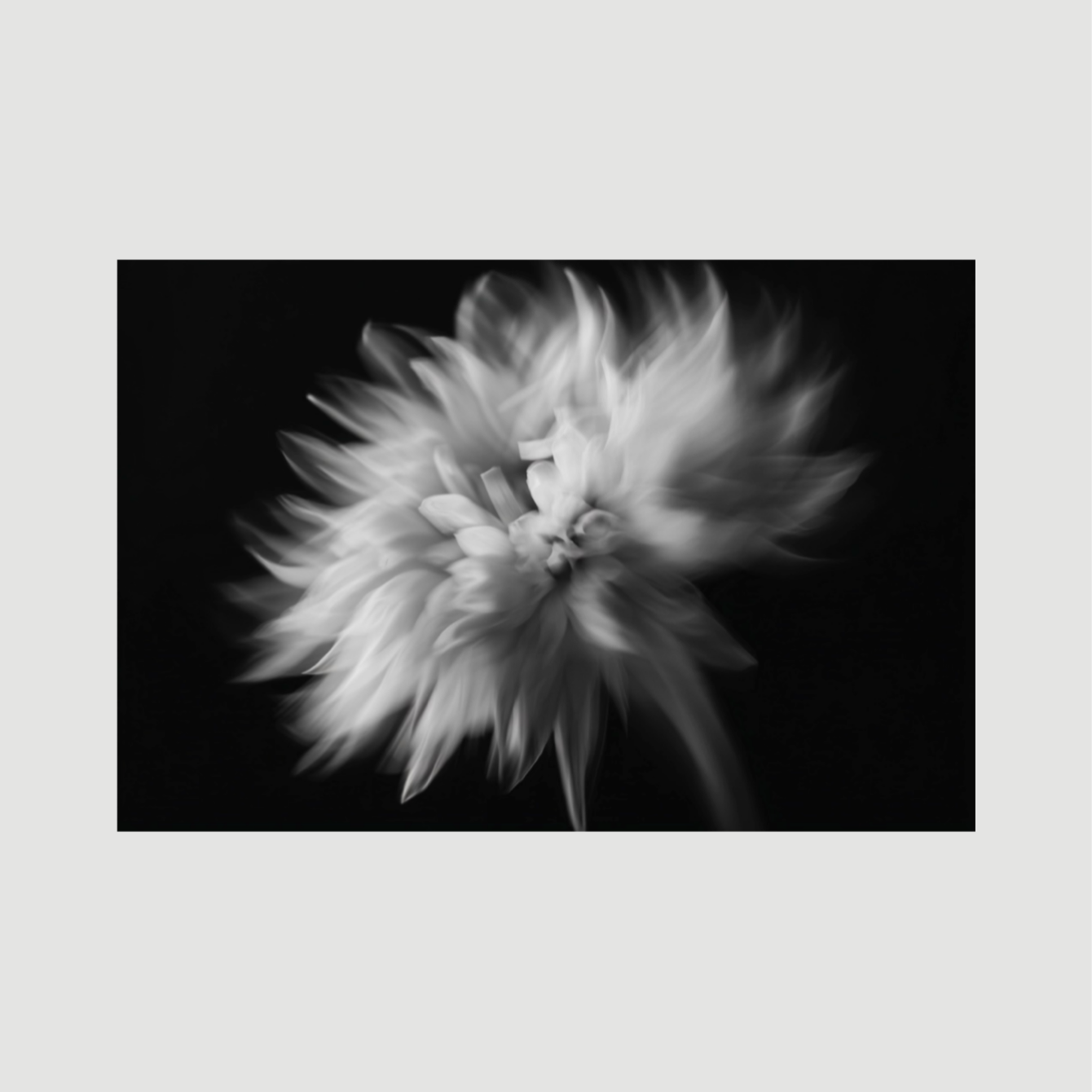 White Flower - Dibond